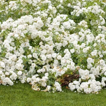 Blanco - árbol de rosas miniatura - rosal de pie alto   (120-150 cm)