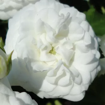 Rosa Icy Drift® - bez vône - Stromková ruža s drobnými kvetmi - biela - Alain Meillandstromková ruža s kríkovitou tvarou koruny - -