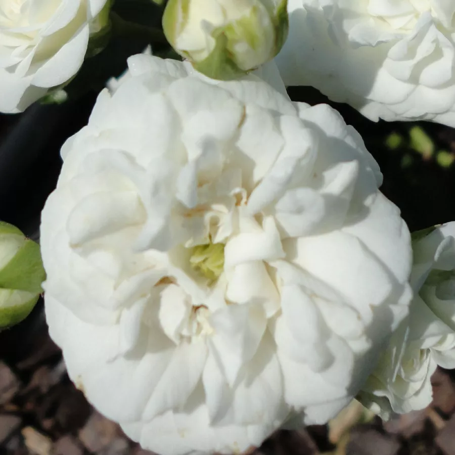 Talajtakaró rózsa - Rózsa - Icy Drift® - online rózsa vásárlás