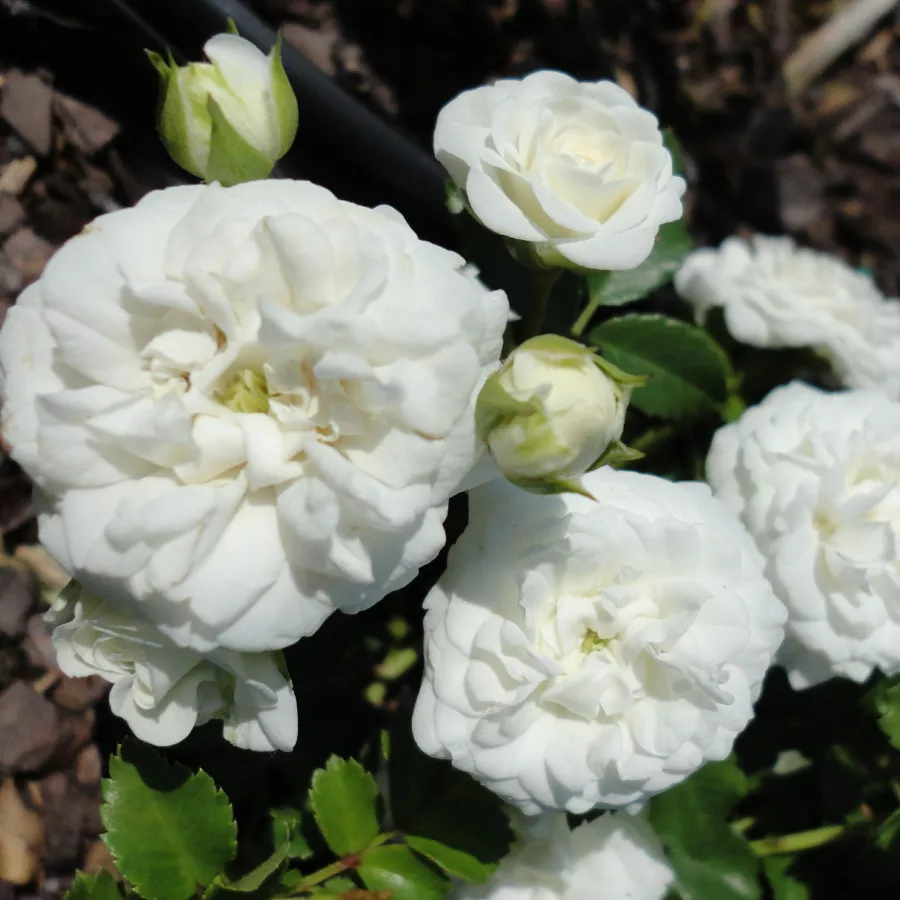 Róża okrywowa - Róża - Icy Drift® - sadzonki róż sklep internetowy - online