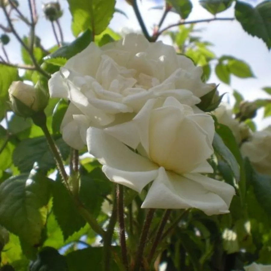 Biały - Róża - Ida Klemm - Szkółka Róż Rozaria
