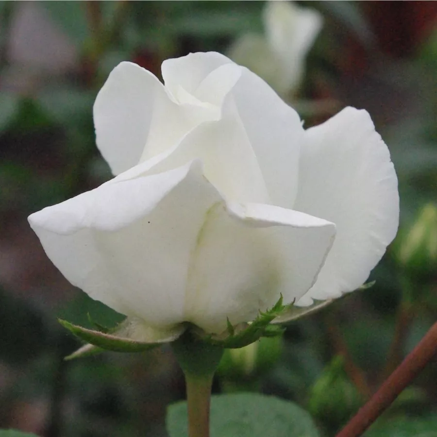 Róża z dyskretnym zapachem - Róża - Ida Klemm - Szkółka Róż Rozaria