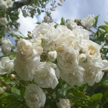 Hófehér - rambler, kúszó rózsa - diszkrét illatú rózsa - orgona aromájú