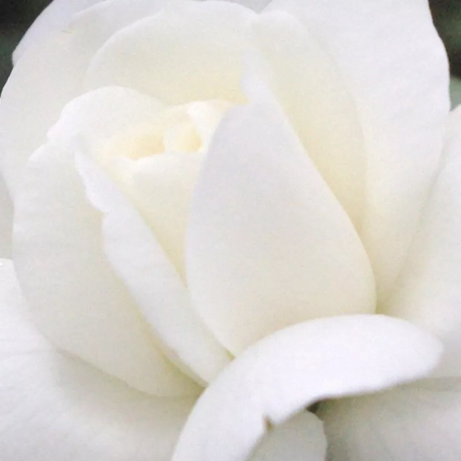 Rambler, Hybrid Multiflora - Ruža - Ida Klemm - Narudžba ruža