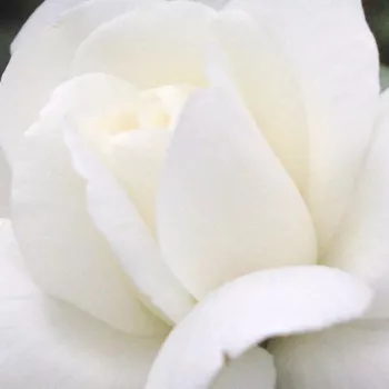 Rosen Shop - ramblerrosen - weiß - Rosa Ida Klemm - diskret duftend - Louis (Ludwig) Walter - Gruppenweise, üppig blühend, kleiner Blüten, dichteres Laub