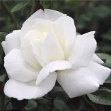 Biely - stromčekové ruže - Rosa Ida Klemm - mierna vôňa ruží - vôňa