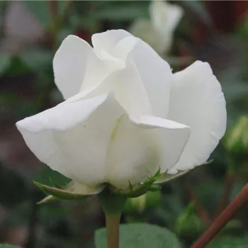 Rosa Ida Klemm - bílá - stromkové růže - Stromkové růže, květy kvetou ve skupinkách