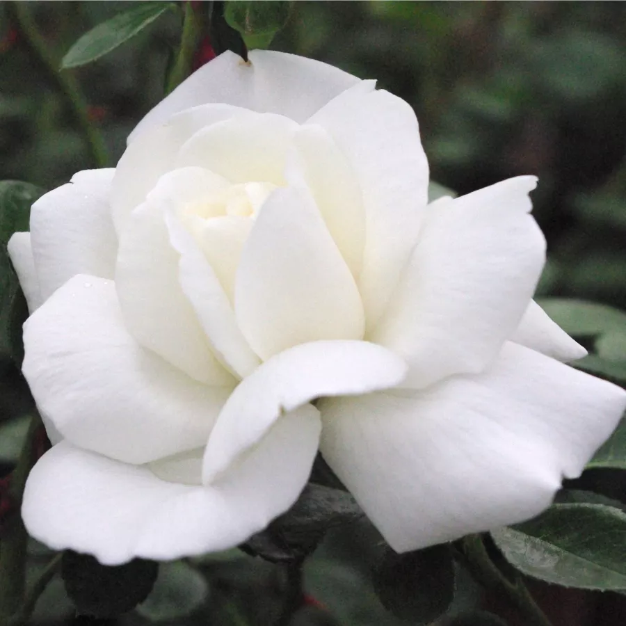 Trandafir cu parfum discret - Trandafiri - Ida Klemm - comanda trandafiri online