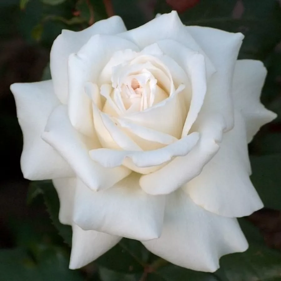 Rosales trepadores - Rosa - Ilse Krohn Superior® - Comprar rosales online