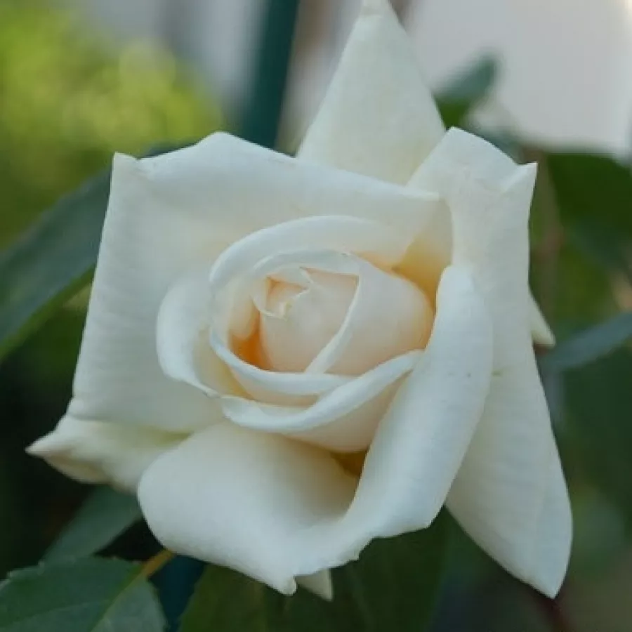 Biały - Róża - Ilse Krohn Superior® - Szkółka Róż Rozaria