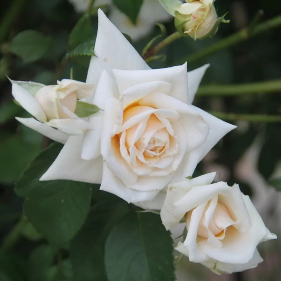 Srednjeg intenziteta miris ruže - Ruža - Ilse Krohn Superior® - Narudžba ruža
