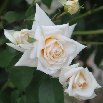 Rosa Ilse Krohn Superior® - biely - climber, popínavá ruža