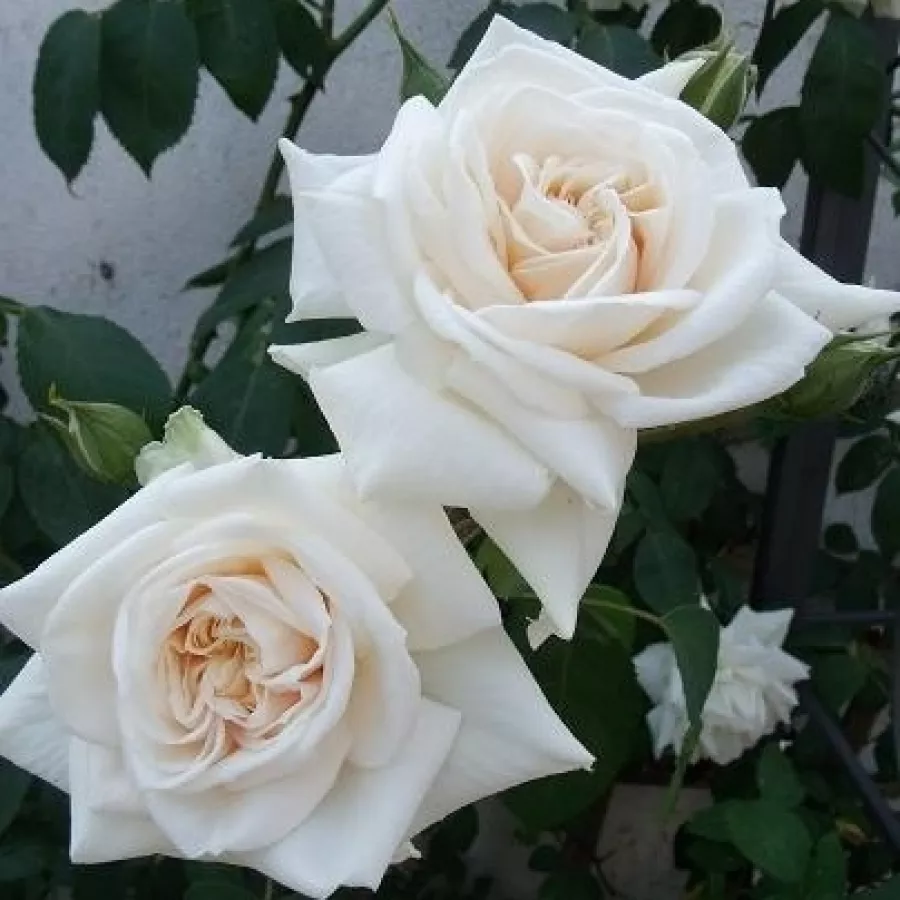 Ilse Krohn Superior - Rosa - Ilse Krohn Superior® - Produzione e vendita on line di rose da giardino