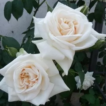 Čisto bijela  - Ruža puzavica   (280-320 cm)