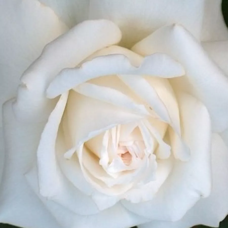 Climber - Rosa - Ilse Krohn Superior® - Produzione e vendita on line di rose da giardino