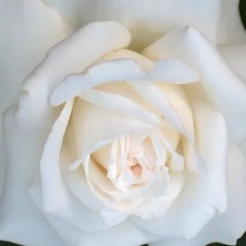 Web trgovina ruža - Ruža puzavica - bijela - srednjeg intenziteta miris ruže - Ilse Krohn Superior® - (280-320 cm)