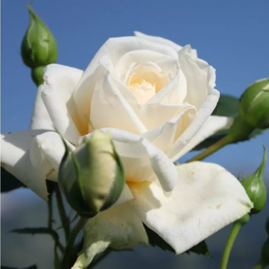 árbol de rosas de flores en grupo - rosal de pie alto - Rosa - Ilse Krohn Superior® - rosal de pie alto