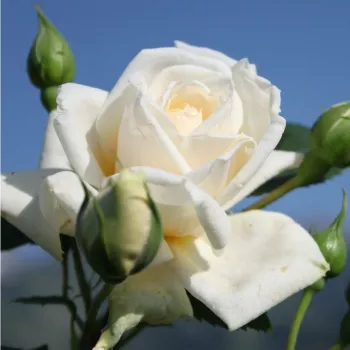 Rosa Ilse Krohn Superior® - biely - stromčekové ruže - Stromkové ruže, kvety kvitnú v skupinkách