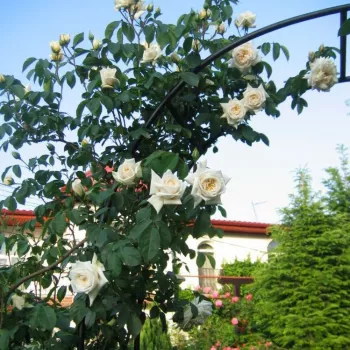 Čistě bílá - stromkové růže - Stromkové růže, květy kvetou ve skupinkách