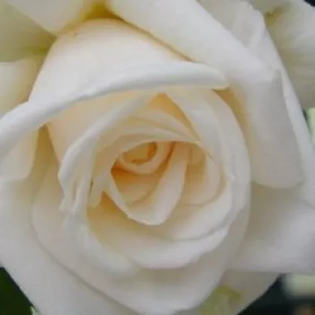 Rosa Ilse Krohn Superior® - moyennement parfumé - Fleurs groupées en bouquet - rosier à haute tige - blanche - Reimer Kordes - retombant - -