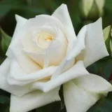 Climber, popínavá ruža - stredne intenzívna vôňa ruží - aróma grapefruitu - biely - Rosa Ilse Krohn Superior®