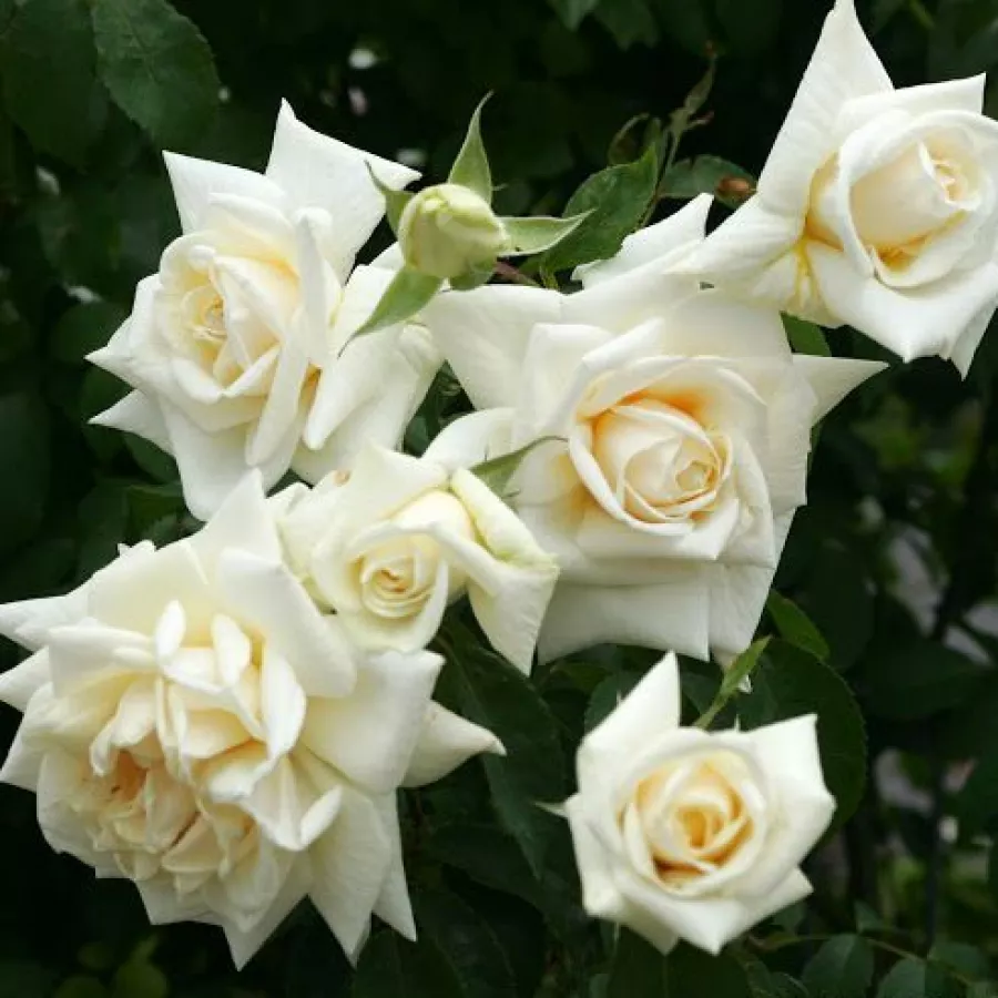 Trandafiri climber - Trandafiri - Ilse Krohn Superior® - comanda trandafiri online
