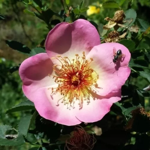 Rosa pimpinellifolia Frühlingsmorgen