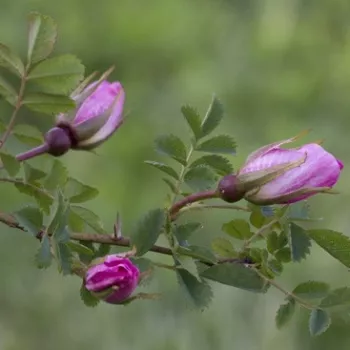 ROSA PIMPINELLIFOLIA FRÜHLINGSMORGEN – rózsaszín-sárga tájépítészeti bokorrózsa - Wilhelm J.H. Kordes II