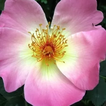 Rózsa kertészet - rózsaszín - sárga - közepes erősségű, jól érezhető illatú rózsa - Rosa pimpinellifolia Frühlingsmorgen - tájépítészeti bokorrózsa - (150–250 cm)