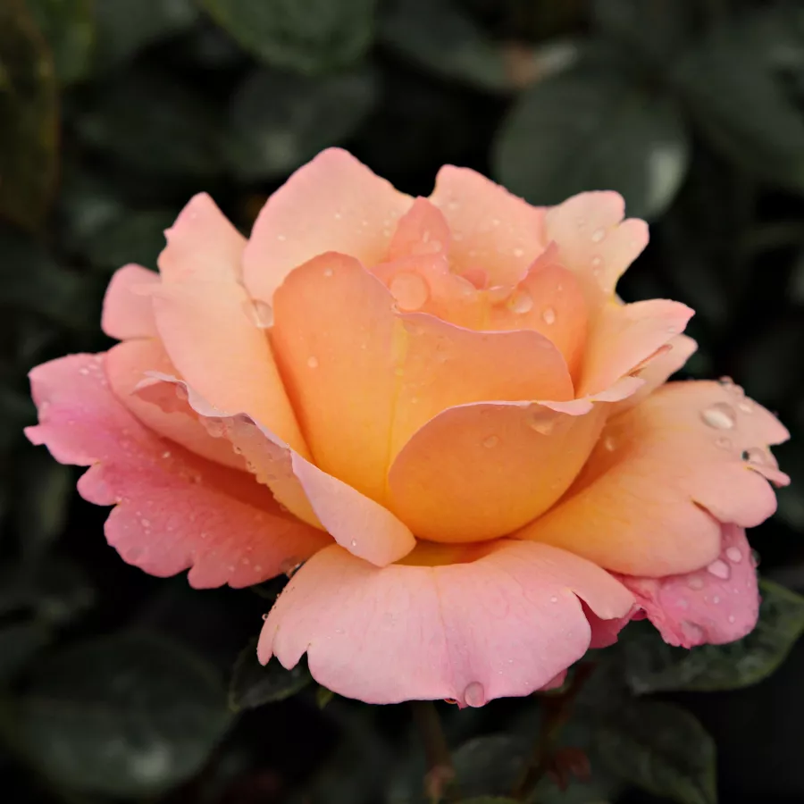 Róże rabatowe grandiflora - floribunda - Róża - Animo - Szkółka Róż Rozaria