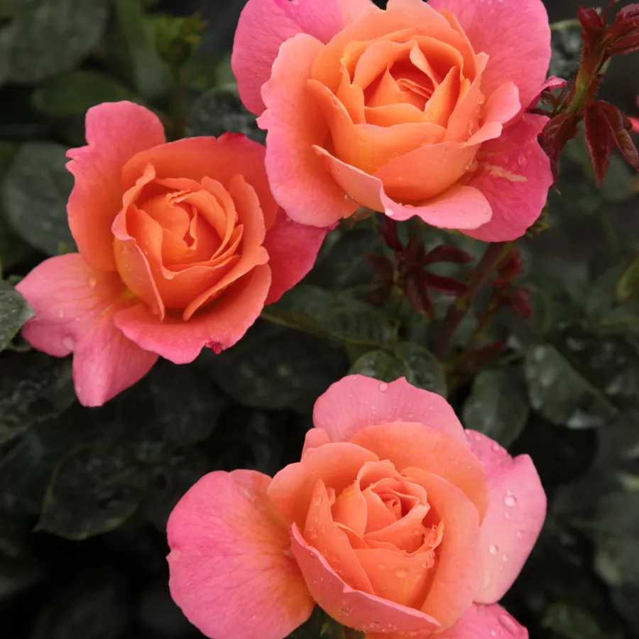 Arancia - Rosa - Animo - Produzione e vendita on line di rose da giardino