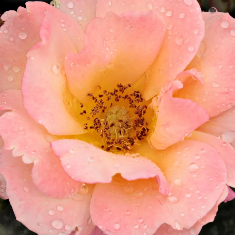 Floribunda - Róża - Animo - Szkółka Róż Rozaria