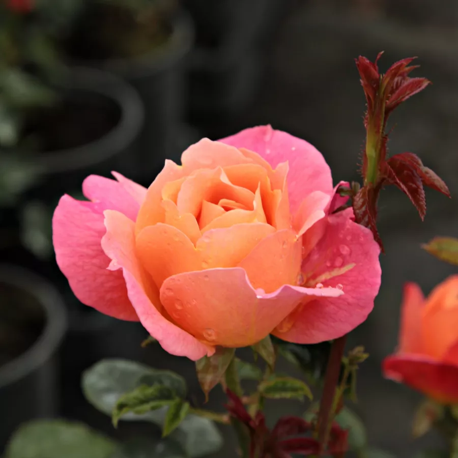 árbol de rosas de flores en grupo - rosal de pie alto - Rosa - Animo - rosal de pie alto