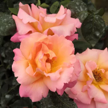 Portocaliu - trandafiri pomisor - Trandafir copac cu trunchi înalt – cu flori în buchet