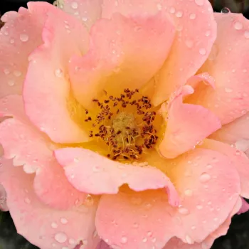 Ruže - eshop  - oranžový - stromčekové ruže - Stromkové ruže, kvety kvitnú v skupinkách - Animo - intenzívna vôňa ruží - mango aróma