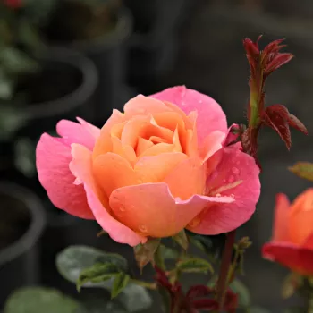Rosa Animo - oranje - Stamroos - Bloemen in trossen rechtopstaande kroonvorm