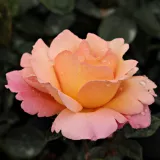 Narancssárga - intenzív illatú rózsa - mangó aromájú - Online rózsa vásárlás - Rosa Animo - virágágyi floribunda rózsa