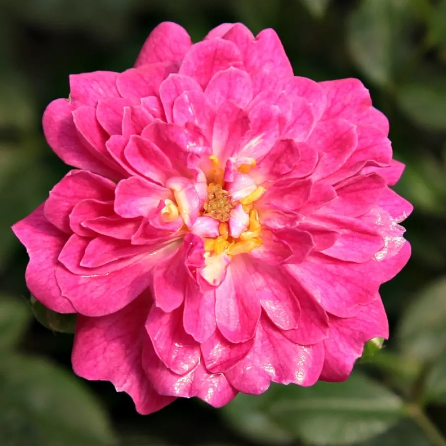 Trandafiri miniaturi / pitici - Trandafiri - Imola™ - Trandafiri online
