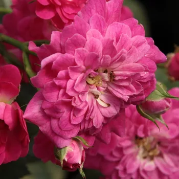 Web trgovina ruža - Mini - patuljasta ruža - ružičasta - bez mirisna ruža - Imola™ - (20-30 cm)