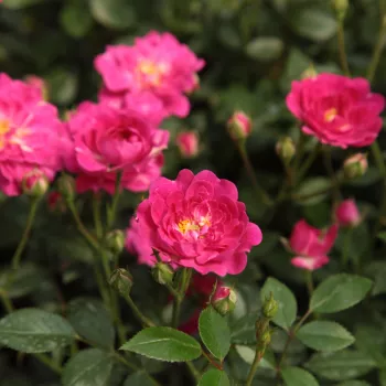 Rosa  Imola™ - różowy  - Róże pienne - z drobnymi kwiatami - korona zwarta