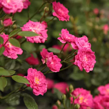 Rose vif - Petites fleurs -  rosier à haute tige - compact