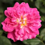 Trpasličia, mini ruža - bez vône - ružová - Rosa Imola™