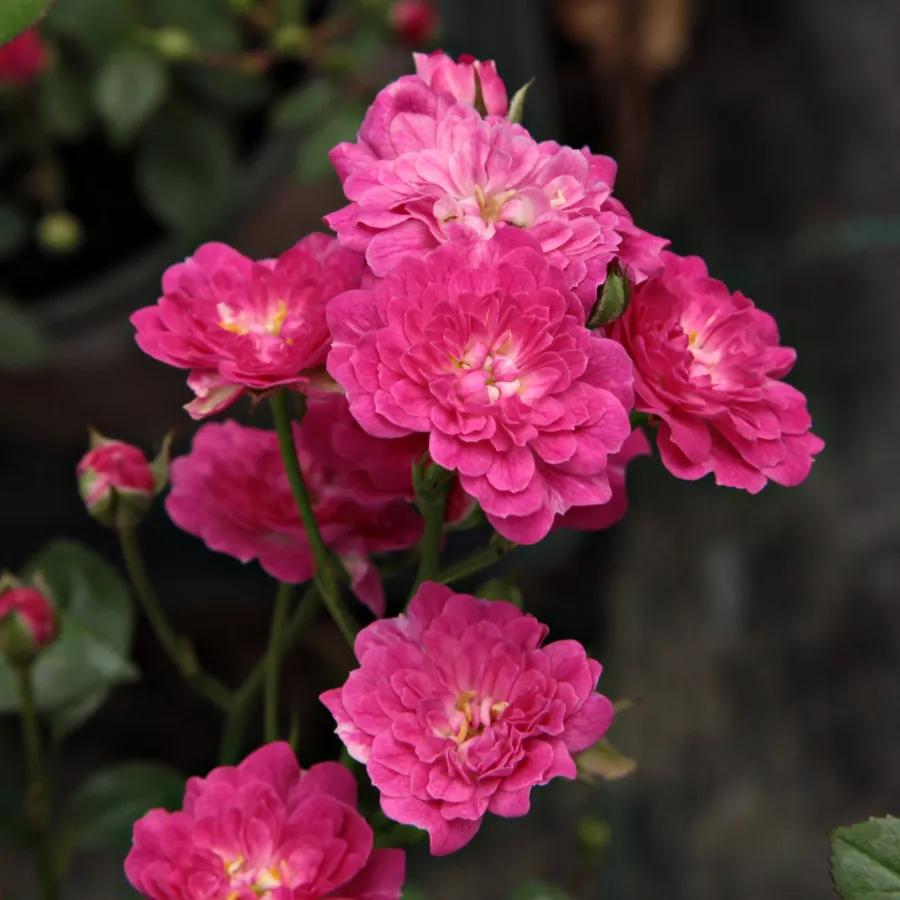 Trandafiri miniaturi / pitici - Trandafiri - Imola™ - comanda trandafiri online