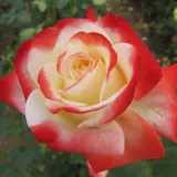 Fehér - vörös - teahibrid rózsa - Online rózsa vásárlás - Rosa Impératrice Farah™ - diszkrét illatú rózsa - gyümölcsös aromájú