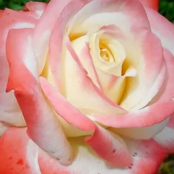 Rózsa rendelés online - fehér - vörös - teahibrid rózsa - Impératrice Farah™ - diszkrét illatú rózsa - gyümölcsös aromájú - (90-120 cm)