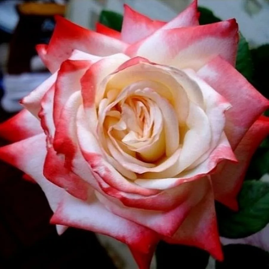 Rose Ibridi di Tea - Rosa - Impératrice Farah™ - Produzione e vendita on line di rose da giardino