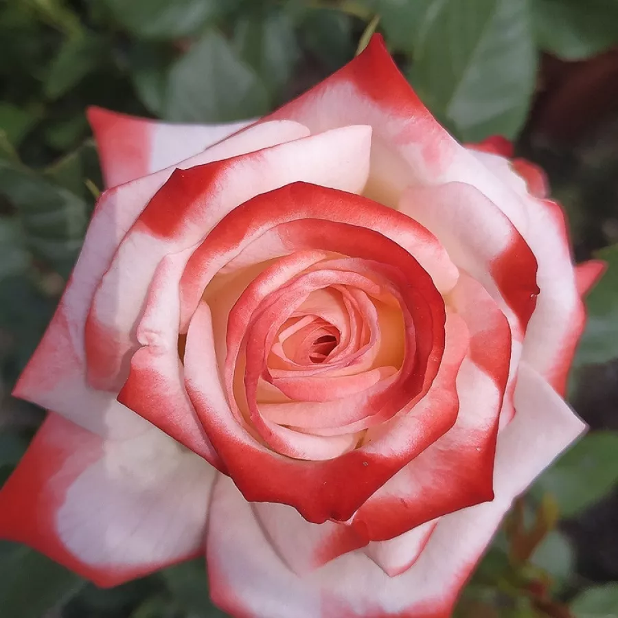 Fehér - vörös - Rózsa - Impératrice Farah™ - Online rózsa rendelés