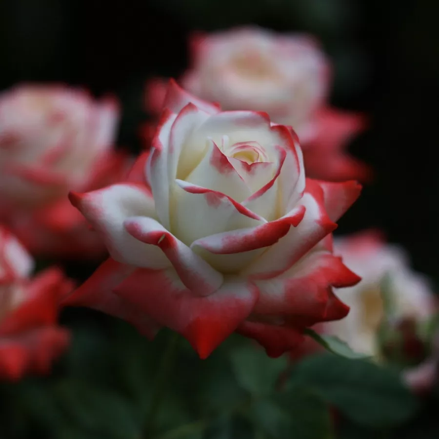 Diszkrét illatú rózsa - Rózsa - Impératrice Farah™ - Online rózsa rendelés
