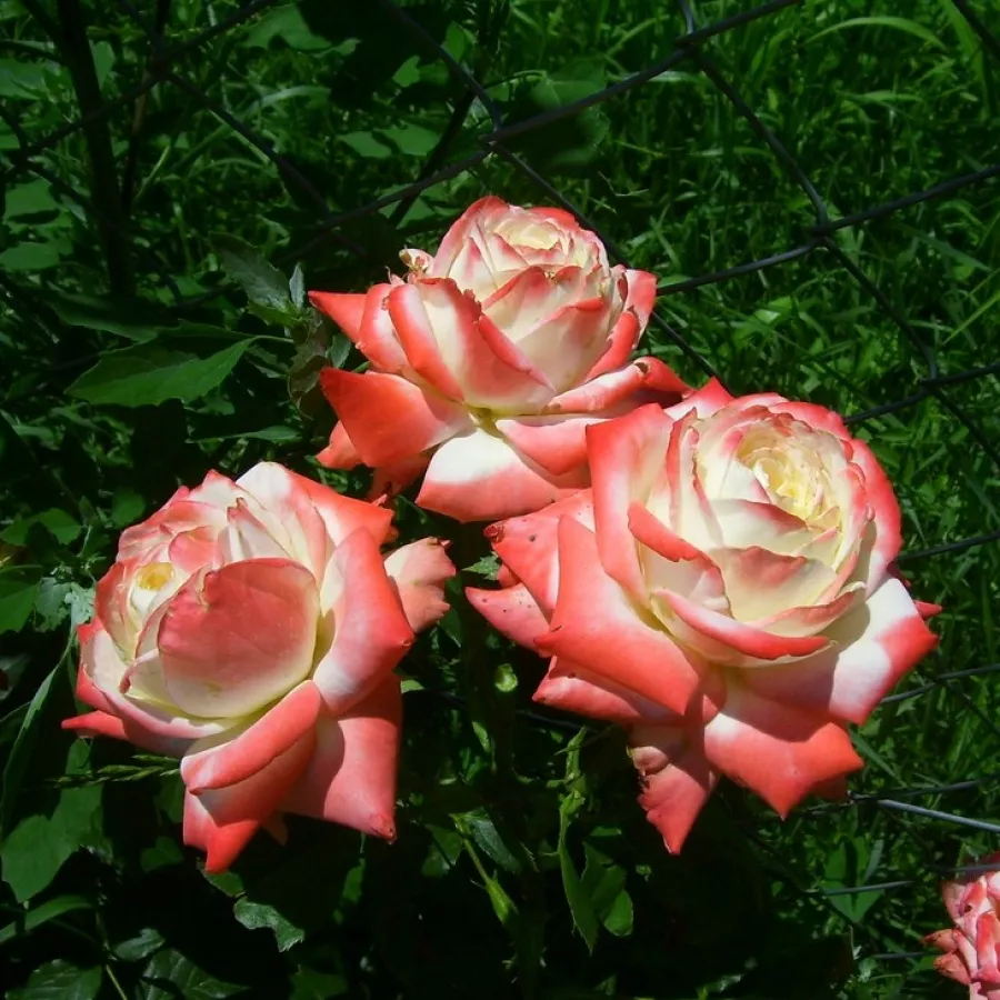 DELivour - Róża - Impératrice Farah™ - Szkółka Róż Rozaria
