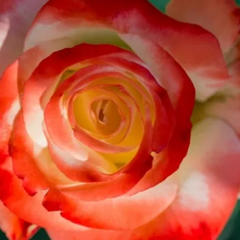 Online rózsa kertészet - teahibrid rózsa - fehér - vörös - diszkrét illatú rózsa - gyümölcsös aromájú - Impératrice Farah™ - (90-120 cm)